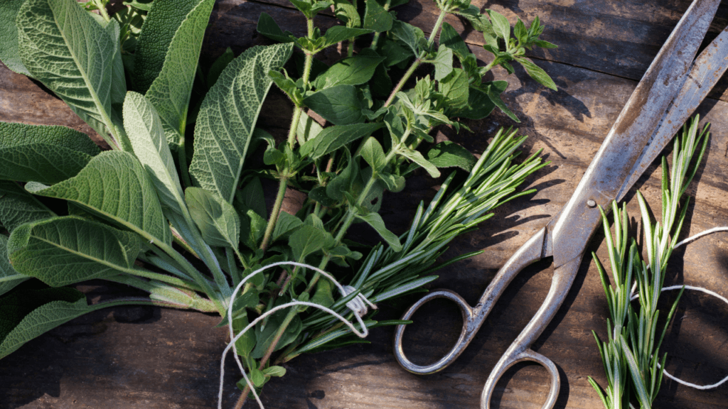 Unlock the Power of Fresh Herbs in Your Kitchen Today!