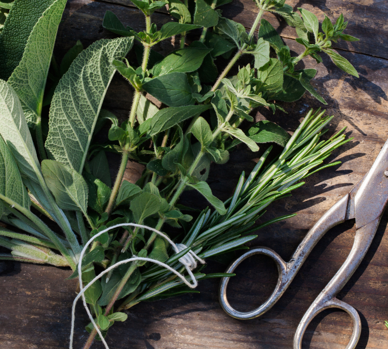 Unlock the Power of Fresh Herbs in Your Kitchen Today!