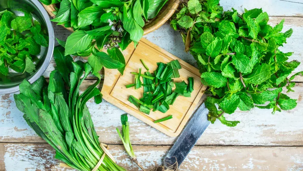 Mint Herbs and Cilantro Herbs for Health